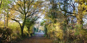 Photo of pathway with overhanging trees in Cossall village countryside