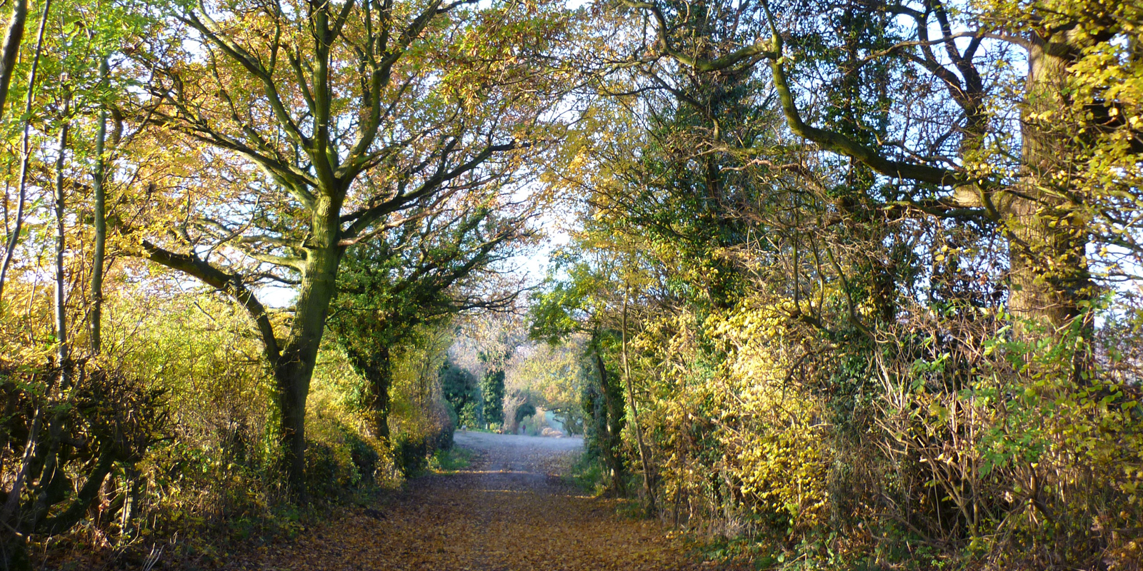 Cossall conservation