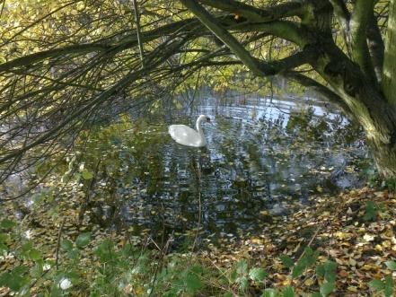 Cossall Canal