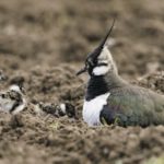 Image showing nesting birds