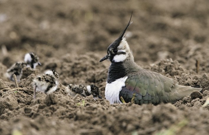 Image of nesting birds