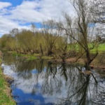 Image of Canal Willows